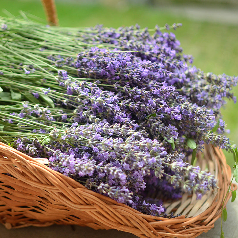 Fresh picked lavender in a basket