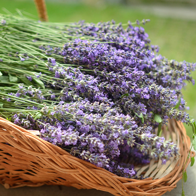 Fresh picked lavender in a basket 