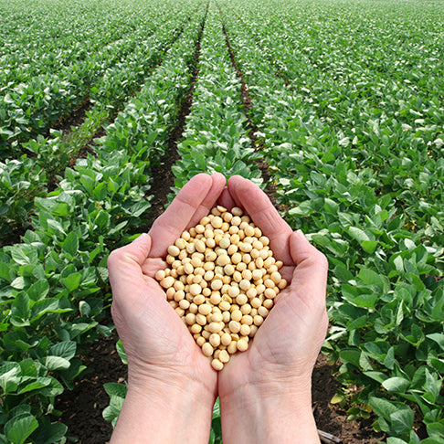 Hands holding soy beans with soy bean field in background